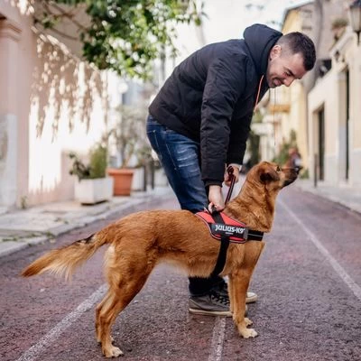 Julius K9 JULIUS-K9 IDC® POWAIR Tuigje - Oranje - Afbeelding 8
