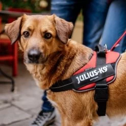 Julius K9 JULIUS-K9 IDC® POWAIR Tuigje - Oranje -Hondenbenodigdheden Korting 123198 julius k9 idc powair geschirr orange hs 24 6