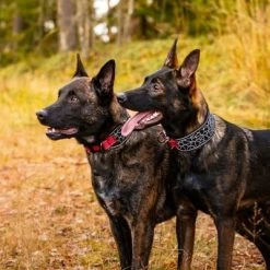 Rukka® Cube Soft Kraag, Rood / Zwart 13 Rukka® Cube Soft Kraag, Rood / Zwart -Hondenbenodigdheden Korting 139798 lfashion rukka cube soft halsband rot hs 04 4