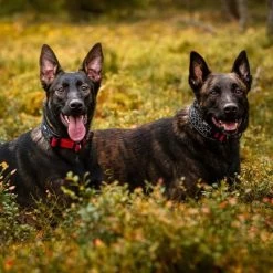 Rukka® Cube Soft Kraag, Rood / Zwart 15 Rukka® Cube Soft Kraag, Rood / Zwart -Hondenbenodigdheden Korting 139798 lfashion rukka cube soft halsband rot hs 05 6