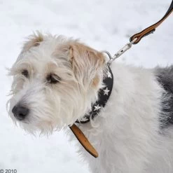 Heim Leren Halsband Stars -Hondenbenodigdheden Korting 160891 heim halsband stars 8 1