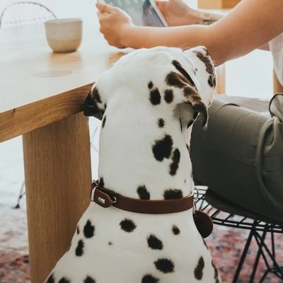 HUNTER Halsband Aalborg Cognac 4 HUNTER Halsband Aalborg Cognac - Afbeelding 2