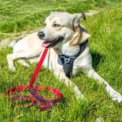 Petlando Pawz & Pepper Hondentuigje Strong Rood/Zwart -Hondenbenodigdheden Korting 174596 174696 petlando fuhrleinestrong rot 230cm hs 07 5