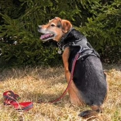 Petlando Pawz & Pepper Hondentuigje Strong Rood/Zwart -Hondenbenodigdheden Korting 174596 174696 petlando fuhrleinestrong rot 230cm hs 09 7