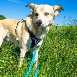 Petlando Pawz & Pepper Hondenlijn Strong Blauw -Hondenbenodigdheden Korting 174796 174797 pawznpepper schleppleine rund geflochten blau hs 04 2