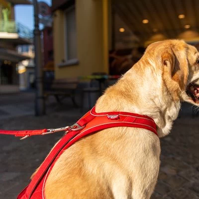 Curli Belka Comfort Tuigje - Rood 9 Curli Belka Comfort Tuigje - Rood - Afbeelding 7