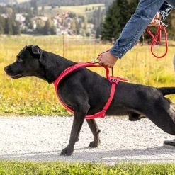 Curli Belka Comfort Tuigje - Rood 25 Curli Belka Comfort Tuigje - Rood -Hondenbenodigdheden Korting 177196 curli belka comfort geschirr rot hs 14 8