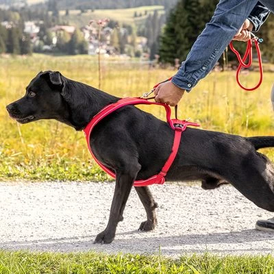 Curli Belka Comfort Tuigje - Rood 12 Curli Belka Comfort Tuigje - Rood - Afbeelding 10