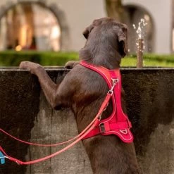 Curli Verstelbare Hondenlijn Nylon Rood -Hondenbenodigdheden Korting 177396 curli verstellbare leine nylon rot hs 04 4