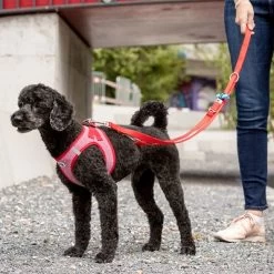 Curli Verstelbare Hondenlijn Nylon Rood -Hondenbenodigdheden Korting 177396 curli verstellbare leine nylon rot hs 05 8