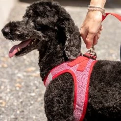 Curli Verstelbare Hondenlijn Nylon Rood -Hondenbenodigdheden Korting 177396 curli verstellbare leine nylon rot hs 07 3