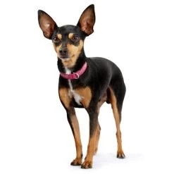 HUNTER Halsband Diamond Petit Roze/Zwart 7 HUNTER Halsband Diamond Petit Roze/Zwart -Hondenbenodigdheden Korting 185701 184535 184536 185705 184537 185707 hunter halsband diamond petit pinkschwarz hs 03 5