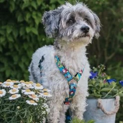 Max & Molly H-Tuig Little Monsters -Hondenbenodigdheden Korting 186583 186584 189797 maxnmolly hg eschirr littlemonsters hs 03 7