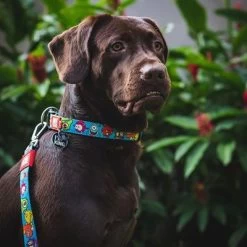 Max & Molly Korte Lijn Little Monsters 10 Max & Molly Korte Lijn Little Monsters -Hondenbenodigdheden Korting 189596 maxnmolly kurzleine little monsters dog hs 03 0