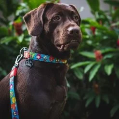 Max & Molly Multifunctionele Lijn Little Monsters -Hondenbenodigdheden Korting 189696 186582 189796 maxnmolly multifunktionsleine littlemonsters dog hs 02 7