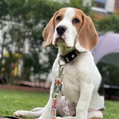 Max & Molly Multifunctionele Lijn Comic 11 Max & Molly Multifunctionele Lijn Comic -Hondenbenodigdheden Korting 189996 186588 189998 maxnmolly multifunktionsleine comic hs 02 3