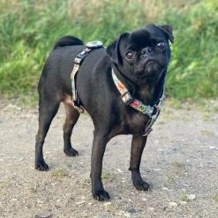 Max & Molly H-Tuigje Comic -Hondenbenodigdheden Korting 189999 186590 190000 maxnmolly h geschirr comic hs 02 3