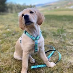 Max & Molly Multifunctionele Lijn Ducklings -Hondenbenodigdheden Korting 190196 190197 190198 maxnmolly multifunktionsleine ducklings hs 03 6