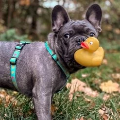 Max & Molly H-Tuig Ducklings -Hondenbenodigdheden Korting 190199 190200 190202 maxnmolly hg eschirr ducklings hs 02 8