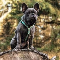 Max & Molly H-Tuig Ducklings -Hondenbenodigdheden Korting 190199 190200 190202 maxnmolly hg eschirr ducklings hs 03 5