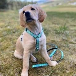 Max & Molly H-Tuig Ducklings -Hondenbenodigdheden Korting 190199 190200 190202 maxnmolly hg eschirr ducklings hs 04 1