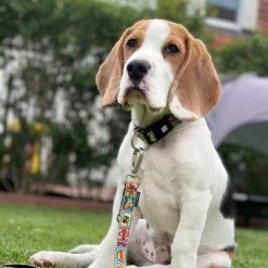 Max & Molly Smart ID Halsband Comic 24 Max & Molly Smart ID Halsband Comic -Hondenbenodigdheden Korting 190201 190203 186592 190206 maxnmolly smartid halsband comic dog hs 04 8