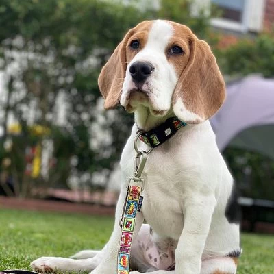 Max & Molly Smart ID Halsband Comic 11 Max & Molly Smart ID Halsband Comic - Afbeelding 9