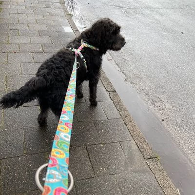 Max & Molly Multifunctionele Lijn Donuts 4 Max & Molly Multifunctionele Lijn Donuts - Afbeelding 2