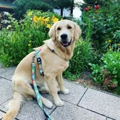 Max & Molly Multifunctionele Lijn Donuts 13 Max & Molly Multifunctionele Lijn Donuts -Hondenbenodigdheden Korting 190211 186594 186595 maxnmolly multifunktionsleine donuts hs 03 3