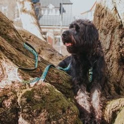 Max & Molly H-Tuigje Black Sheep -Hondenbenodigdheden Korting 190405 190406 190407 maxnmolly hg eschirr blacksheep hs 04 5