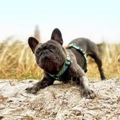 Max & Molly H-Tuigje Black Sheep -Hondenbenodigdheden Korting 190405 190406 190407 maxnmolly hg eschirr blacksheep hs 08 3