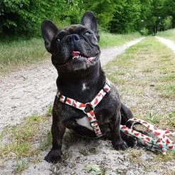 Max & Molly H-Tuig Watermelon -Hondenbenodigdheden Korting 190413 190414 190703 maxnmolly hg eschirr watermelon hs 03 8