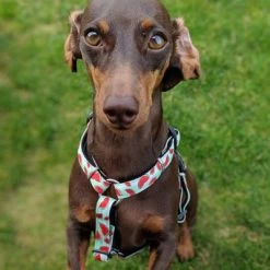 Max & Molly H-Tuig Watermelon -Hondenbenodigdheden Korting 190413 190414 190703 maxnmolly hg eschirr watermelon hs 04 2