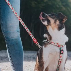 Max & Molly H-Tuig Watermelon -Hondenbenodigdheden Korting 190413 190414 190703 maxnmolly hg eschirr watermelon hs 08 4