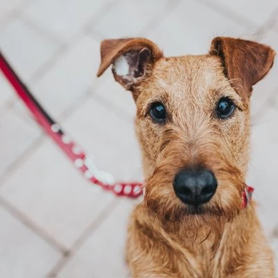 Hunter Hondenriem Swiss 4 Hunter Hondenriem Swiss - Afbeelding 2