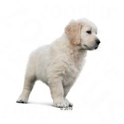 Royal Canin Golden Retriever Puppy Hondenvoer -Hondenbenodigdheden Korting 197417 goldenretrieverjunio 1