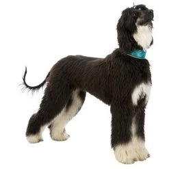 Trixie Active Comfort Halsband Voor Windhonden, Petrol/Geel 12 Trixie Active Comfort Halsband Voor Windhonden, Petrol/Geel -Hondenbenodigdheden Korting 200313 202100 200314 200315 trixie active comfort halsband windhunde hs 06 1