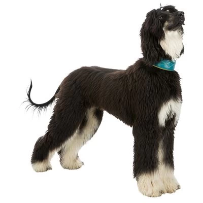 Trixie Active Comfort Halsband Voor Windhonden, Petrol/Geel 6 Trixie Active Comfort Halsband Voor Windhonden, Petrol/Geel - Afbeelding 4