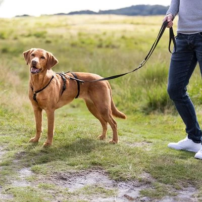 Trixie Paniektuigje Stay Zwart 6 Trixie Paniektuigje Stay Zwart - Afbeelding 4