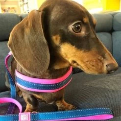 Max & Molly Q-Fit Tuigje Matrix, Roze -Hondenbenodigdheden Korting 210400 209040 210401 209041 210496 210497 maxnmolly qfit g eschirr matrix pink hs 05 9