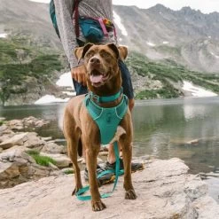 Ruffwear Front Range Hondentuig, Aurora Teal 25 Ruffwear Front Range Hondentuig, Aurora Teal -Hondenbenodigdheden Korting 215896 215897 215898 ruffwear frontrange hundegeschirr aurorateal hs 12 5