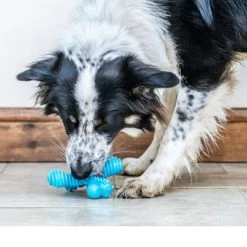 Nylabone Adult X-Bone Kauwspeelgoed 9 Nylabone Adult X-Bone Kauwspeelgoed -Hondenbenodigdheden Korting 224533 interpet nylabone adult xbone kauspielzeug hs 05 1 9