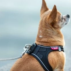 Curli Extreem Sterke Zaklijn -Hondenbenodigdheden Korting 267896 267897 ultrastarke taschenleine hs 09 8