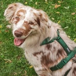 Hondentuig Nomad Tales Blush, Emerald -Hondenbenodigdheden Korting 323020 nomad tales blush geschirr emerald 04 9