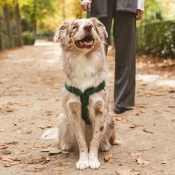 Hondentuig Nomad Tales Blush, Emerald -Hondenbenodigdheden Korting 323020 nomad tales blush geschirr emerald 05 7