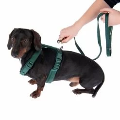 Hondentuig Nomad Tales Blush, Emerald -Hondenbenodigdheden Korting 323024 325696 blush s fg 6937 5