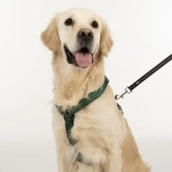 TIAKI Tuig Neopreen, Groen -Hondenbenodigdheden Korting 323025 neoprene geschirr l fg 1696 3