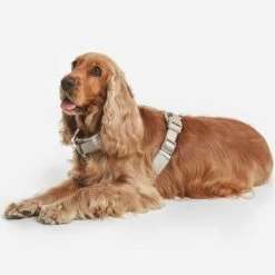 Hondentuig Nomad Tales Blush, Taupe - Beige -Hondenbenodigdheden Korting 323028 nomad tales blush geschirr taupe 13 8