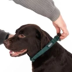 Halsband Nomad Tales Blush Emerald - Groen -Hondenbenodigdheden Korting 324698 blush l fg 7151 2