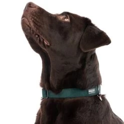 Halsband Nomad Tales Blush Emerald - Groen -Hondenbenodigdheden Korting 324698 blush l fg 7159 0